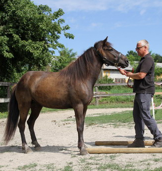 Authentisch führen – Coachingarbeit mit Pferden