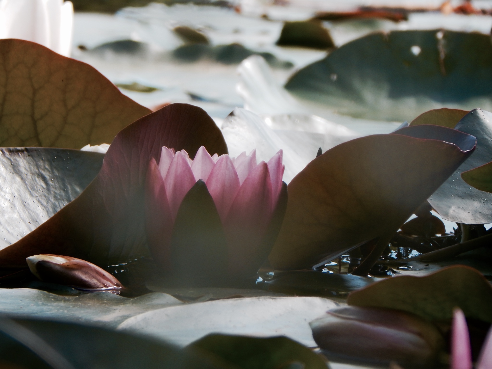 Erfolg 5.0 – Sei Deine beste Version – Easily